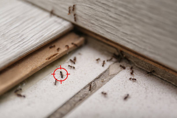 Best Spider Control Near Me  in Jeffersontown, KY