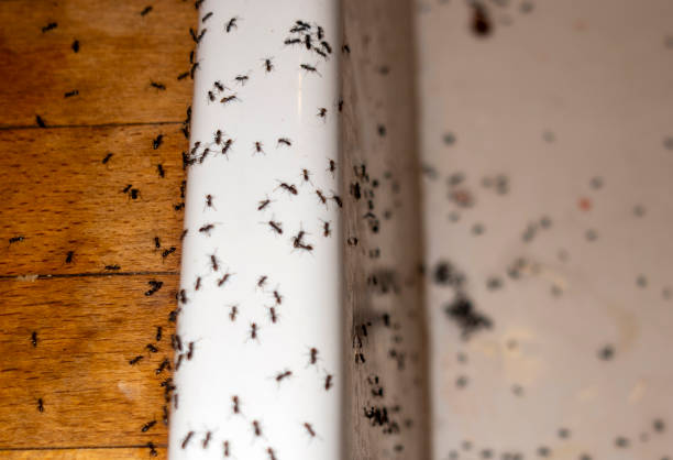 Jeffersontown, KY Pest Control Company