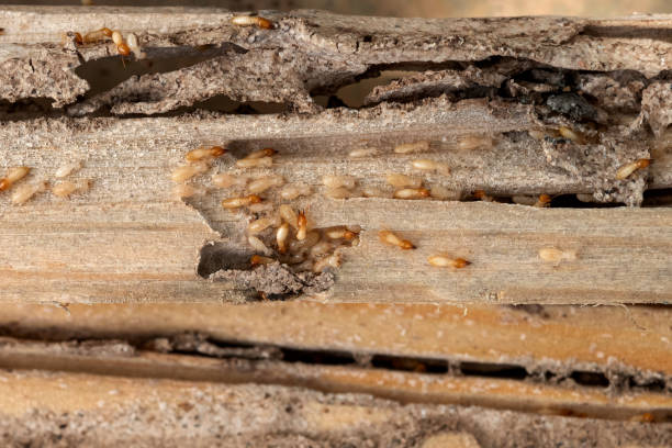 Best Commercial Pest Control Services  in Jeffersontown, KY